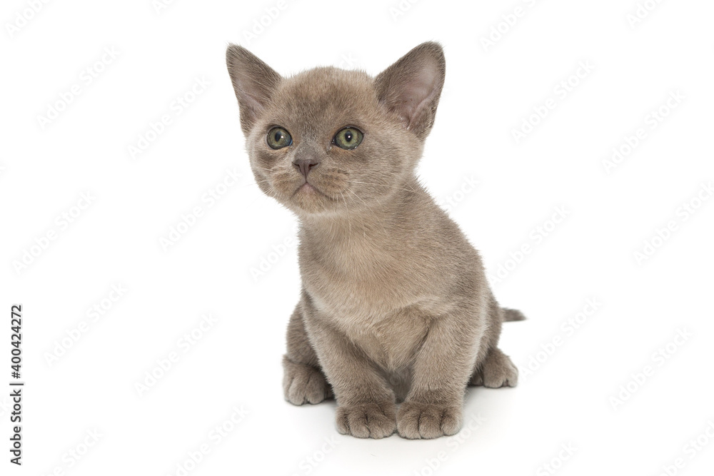 Small kitten of European Burmese blue color
