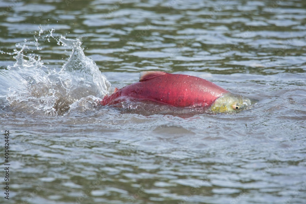 Fototapeta premium Sockeye salmon