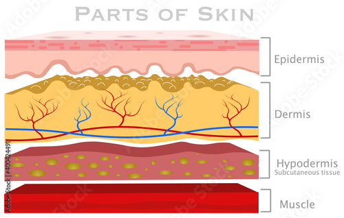 Skin parts, diagram. Glabrous human skin layers. Anatomy parts dermis, epidermis, hypodermis, subcutaneous tissue, muscle, blood vessels. Hairless section structure. Explanations.  illustration vector