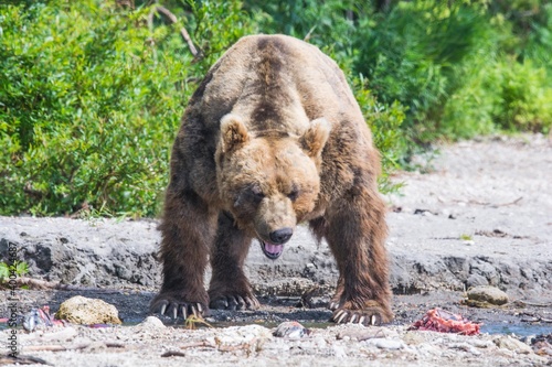 Brown bear predates on salmon, Kamchatka, Russia