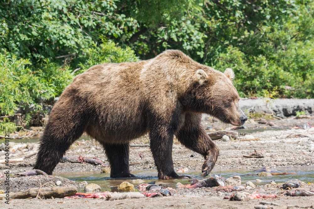 Brown bear predates on salmon, Kamchatka, Russia Brown bear predates on salmon, Kamchatka, Russia