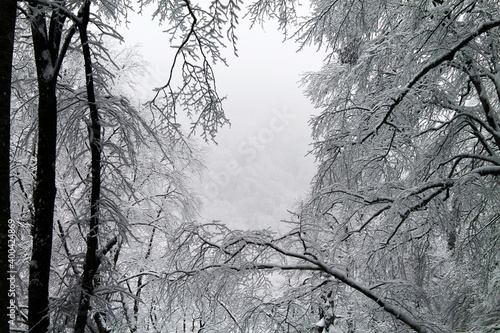 The deep forest of Sabaduri in the snowy winter