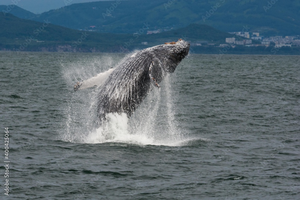 Fototapeta premium Humpback whale breaching
