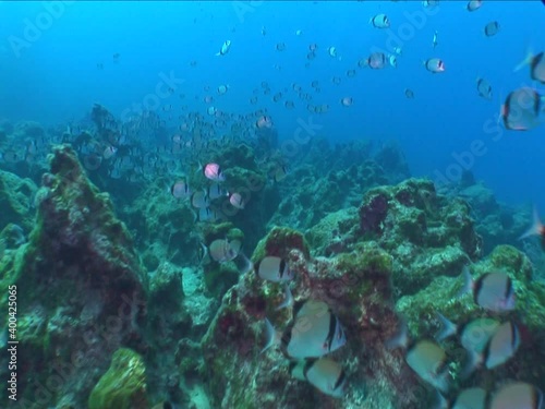 Wallpaper Mural fish scenery underwater sun beams sun rays underwater mediterranean sea sun shine relaxing ocean scenery Torontodigital.ca