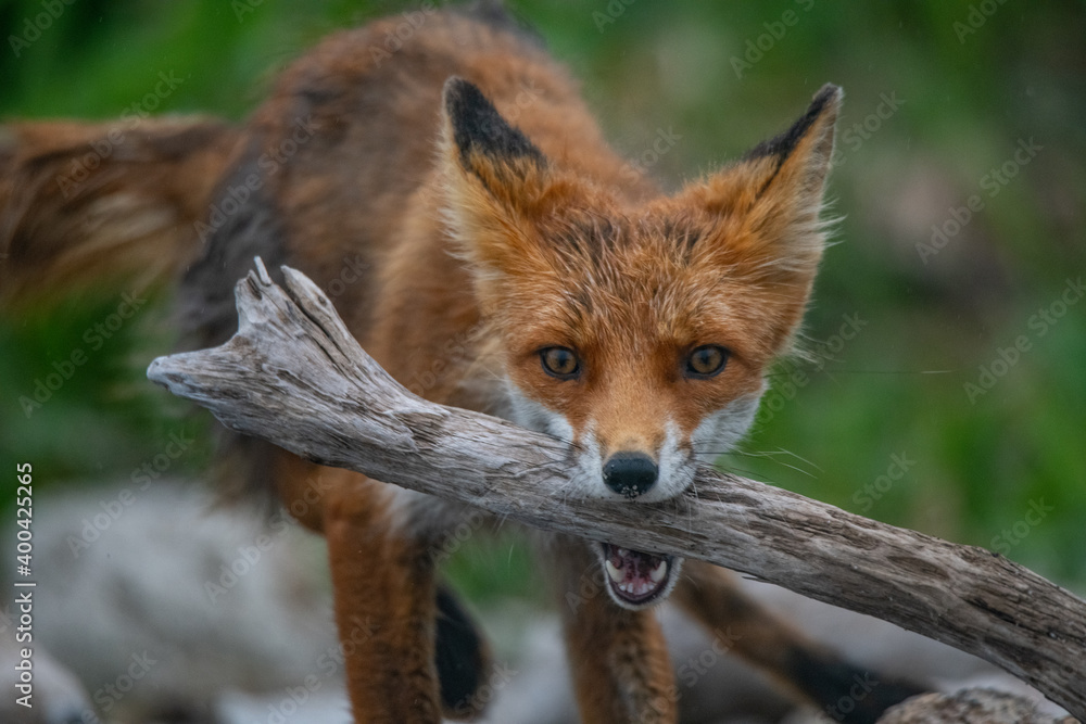 red fox red fox