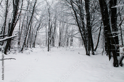 The deep forest of Sabaduri in the snowy winter