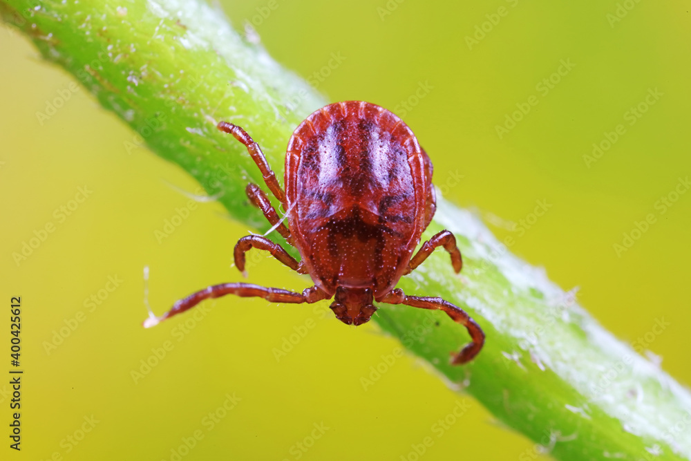 Ticks live on wild plants in the North China Plain Ticks live on wild plants in the North China Plain