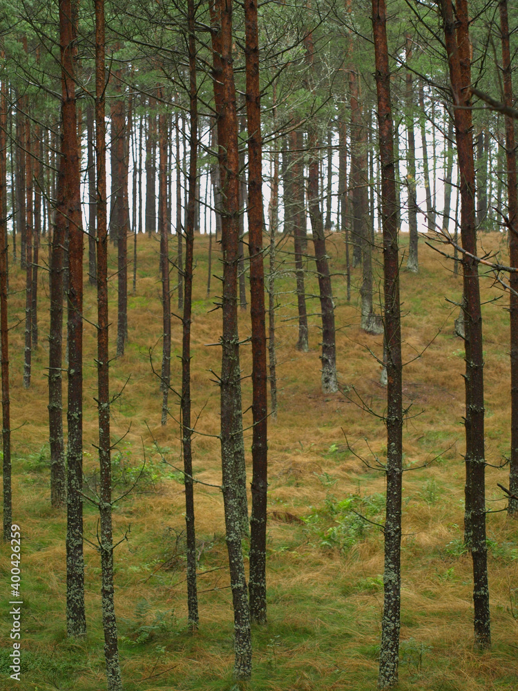Fototapeta premium Trees in the forest, Pomerania, Poland