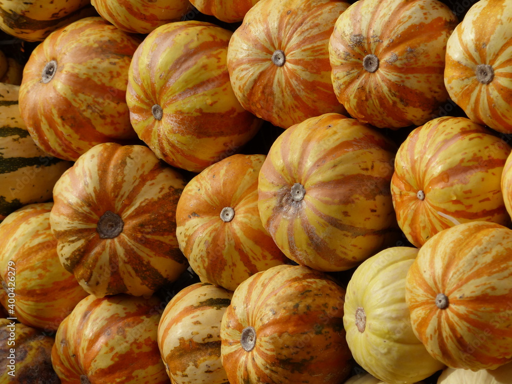 Mikrowellenkürbis gelb mit orangenen streifen Mikrowellenkürbis gelb mit orangenen streifen