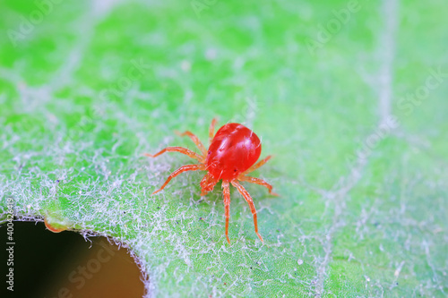 The red mite is found on wild plants in North China