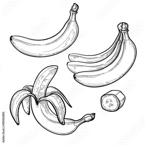 Hand drawn banana fruit isolated on white background. Vector illustration.