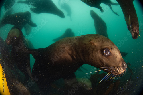 Steller's sea lion plays underwater