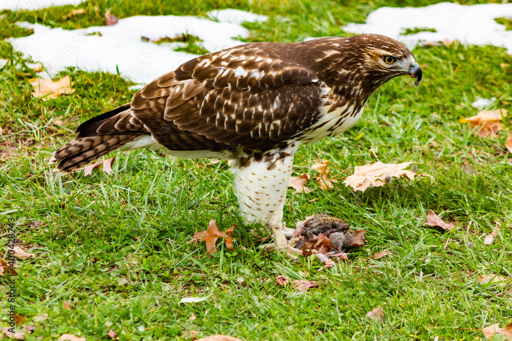 Red Tailed Hawk feeding on carcass of ground squirrel during the winter months, with patches of fresh snow on the grass, in an open field in North America Red Tailed Hawk feeding on carcass of ground squirrel during the winter months, with patches of fresh snow on the grass, in an open field in North America