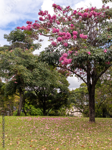 Ipe Rosa tree in blooming season, with pink flowers on the lawn, Aterro do Flamengo, city and state of Rio de Janeiro, Brazil © Raphael