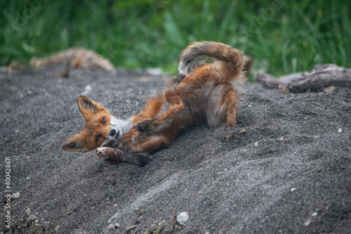 Fototapeta Naklejka Na Ścianę i Meble -  Red fox plays in Kamchatka, Russia