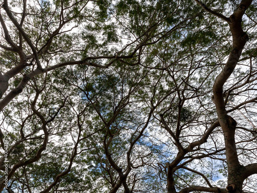 Large and tall centenary tree, with its long and large branches with small leaves, Aterro do Flamengo, city and state of Rio de Janeiro, Brazil
