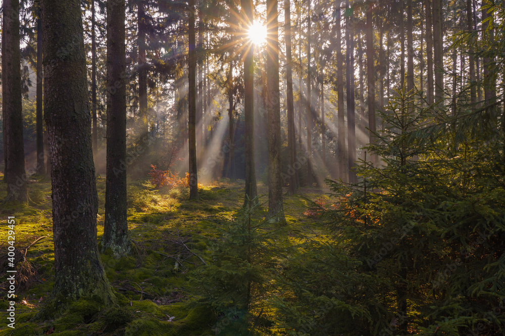 Obraz premium Sonnenstrahlen im Wald