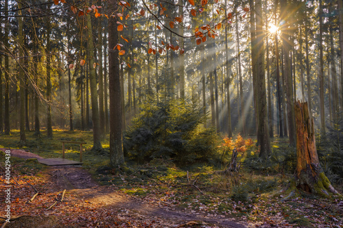 Tiefstehende Sonnenstrahlen im Herbstwald © allexclusive