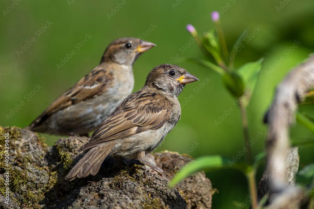 Haussperling (Passer domesticus) Jugendlich Haussperling (Passer domesticus) Jugendlich