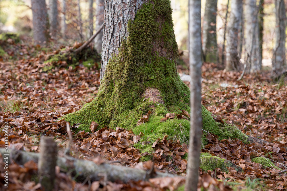 i colori caldi dei boschi autunnali, il bosco autunnale con un tappeto di foglie secche e i suoi colori vivaci i colori caldi dei boschi autunnali, il bosco autunnale con un tappeto di foglie secche e i suoi colori vivaci