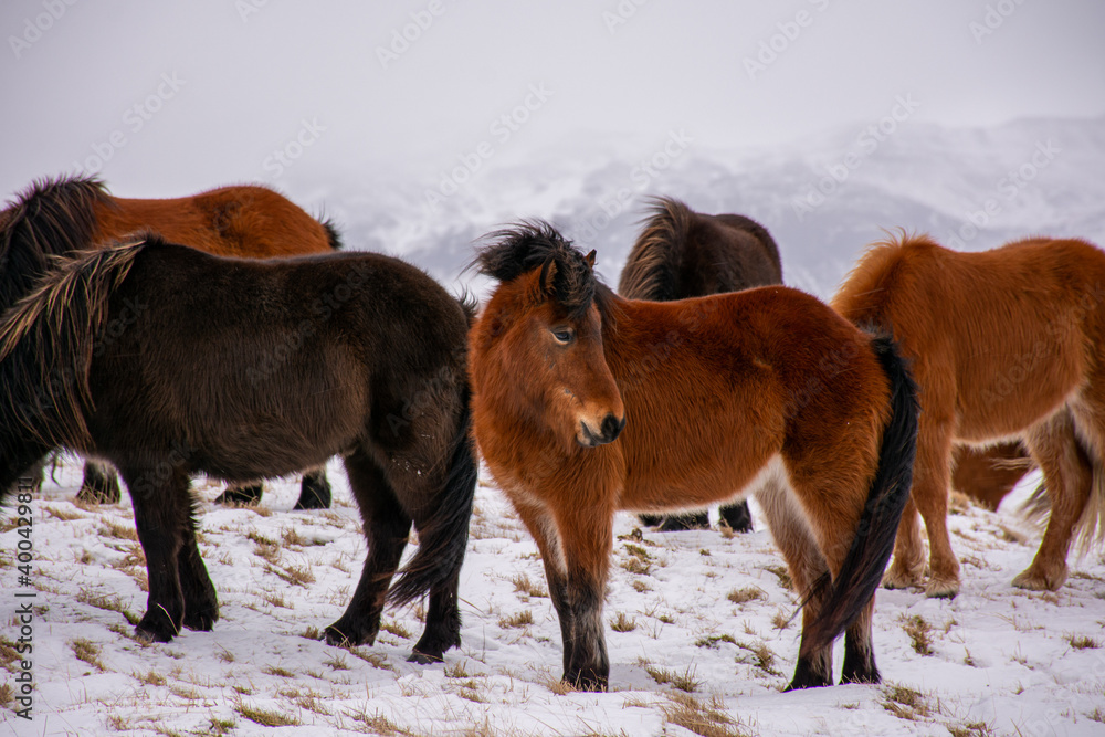 Northern horses in Iceland in winter. Northern horses in Iceland in winter.