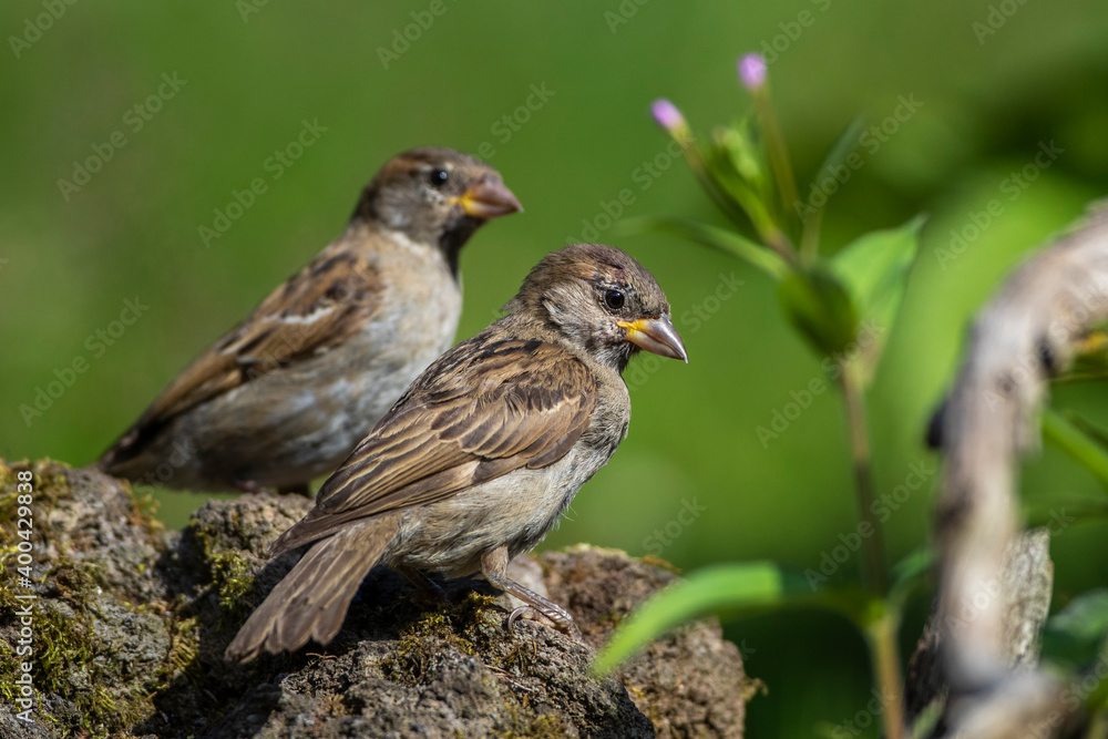 Haussperling (Passer domesticus) Jugendlich Haussperling (Passer domesticus) Jugendlich