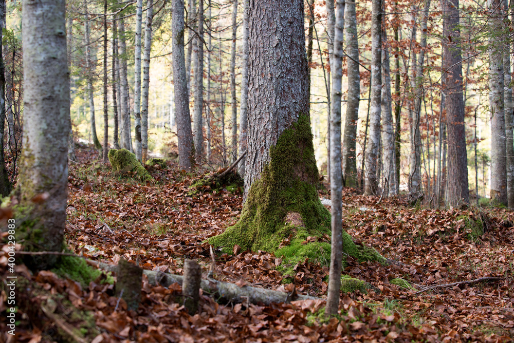 i colori caldi dei boschi autunnali, il bosco autunnale con un tappeto di foglie secche e i suoi colori vivaci i colori caldi dei boschi autunnali, il bosco autunnale con un tappeto di foglie secche e i suoi colori vivaci