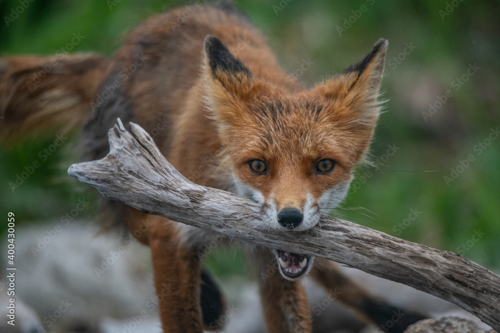 Playful red fox Playful red fox