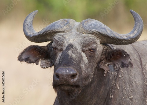 Buffalo looking skeptical in Murchison Falls Park, Uganda