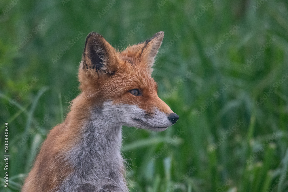 Playful red fox