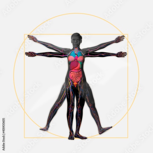 Vitruvian human, colorful 3D illustration with internal female organs on white background photo