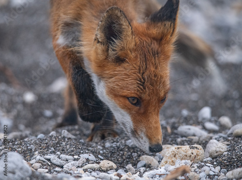Playful red fox © Stanislav