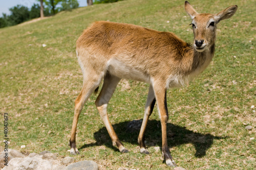 Fototapeta Naklejka Na Ścianę i Meble -  deer on the grass