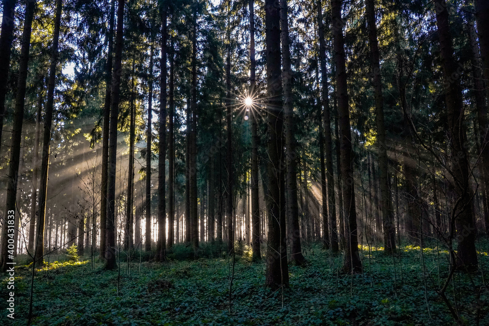 Sonnenstrahlen im Wald mit vielen Bäumen und Sonnenstern- Waldmagie Sonnenstrahlen im Wald mit vielen Bäumen und Sonnenstern- Waldmagie