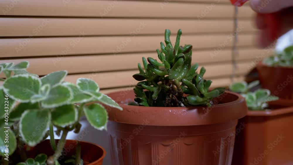 Female Hands Spraying Green Leaves of Flower Plant in Pot on Windowsill at Home Female Hands Spraying Green Leaves of Flower Plant in Pot on Windowsill at Home