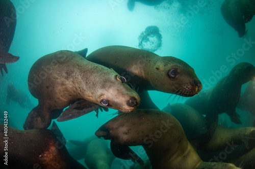 Steller's sea lion underwater