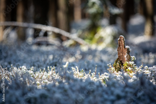 Trees and forest frozen in winter.