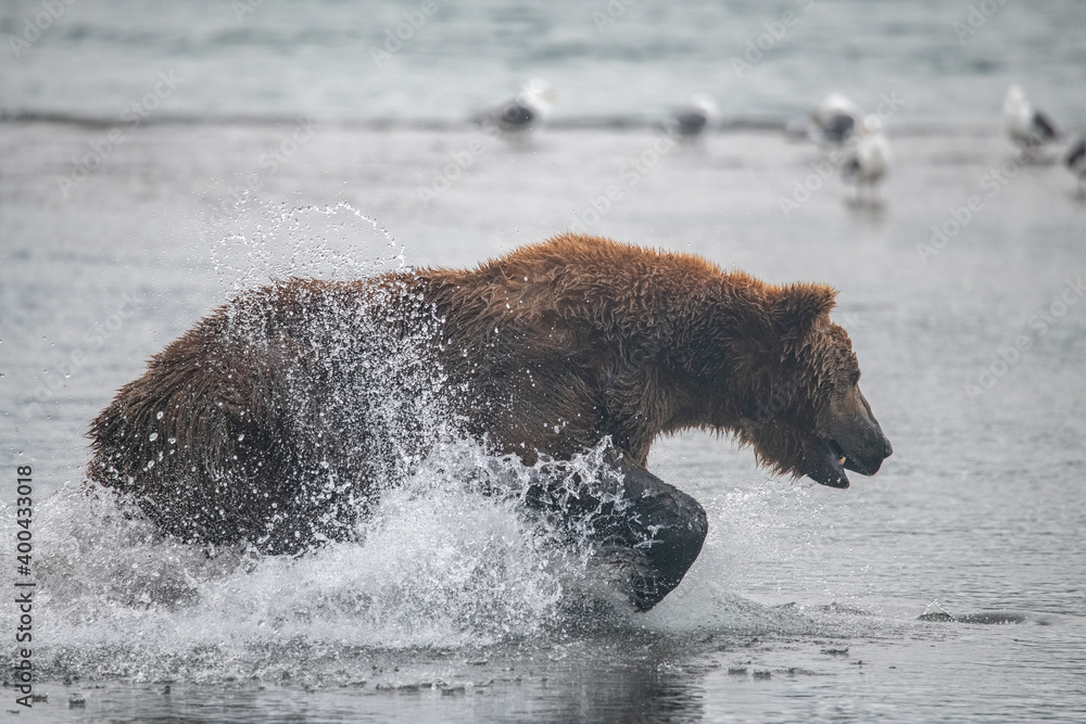 Obraz premium Brown bear hunts for salmon in Kamchatka, Russia