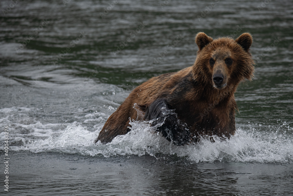 Brown bear hunts for salmon in Kamchatka, Russia Brown bear hunts for salmon in Kamchatka, Russia