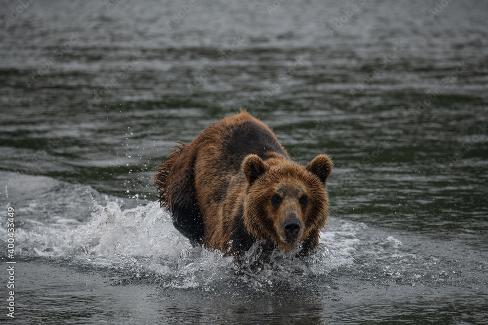 Brown bear hunts for salmon in Kamchatka, Russia Brown bear hunts for salmon in Kamchatka, Russia