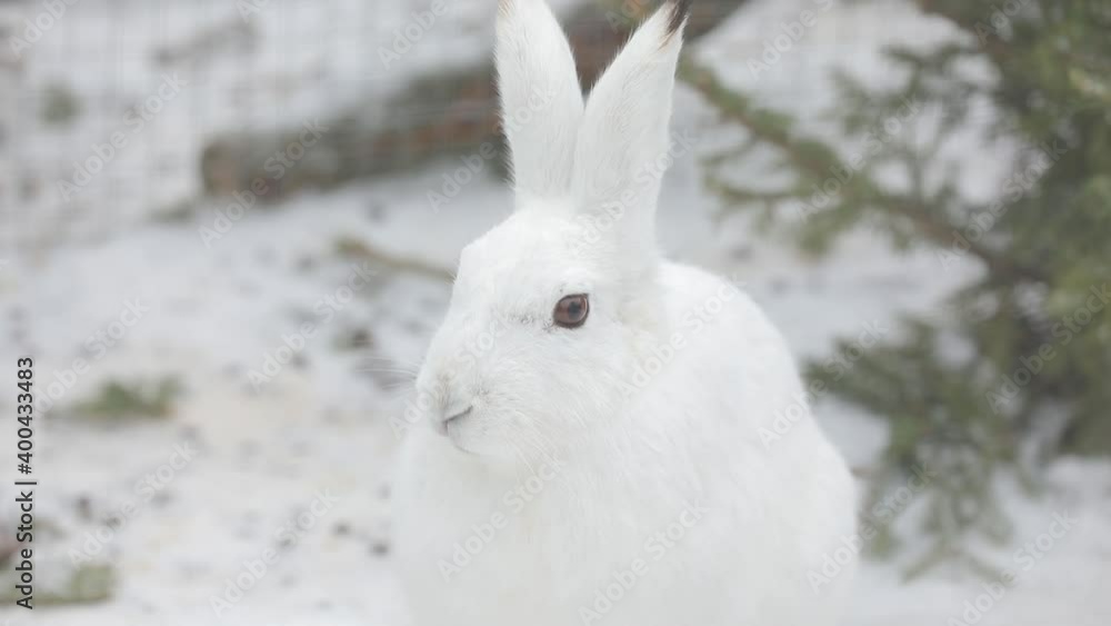 Portrait of a white wild hare against the background of fir branches. Winter, there is snow everywhere, a hare moves its mustache and sniffs, a close-up of an animal Portrait of a white wild hare against the background of fir branches. Winter, there is snow everywhere, a hare moves its mustache and sniffs, a close-up of an animal