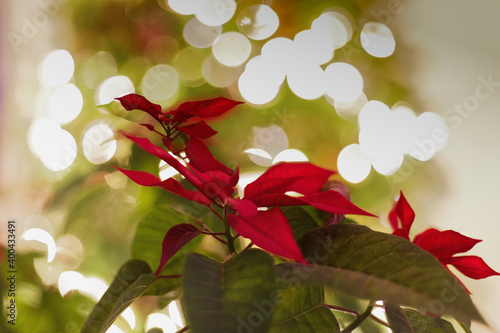 red poinsettia in lights
