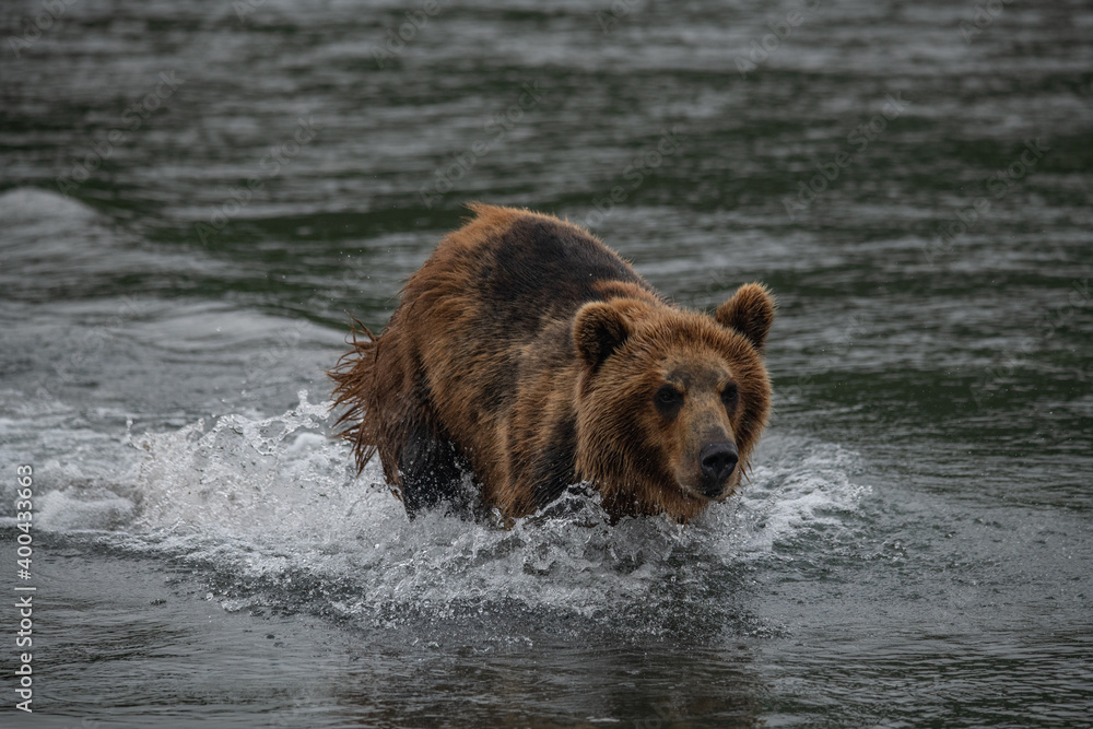 Brown bear hunts for salmon in Kamchatka, Russia Brown bear hunts for salmon in Kamchatka, Russia