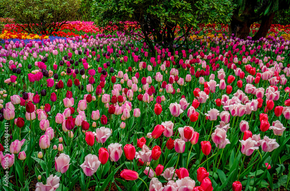 Colorful spring tulip garden