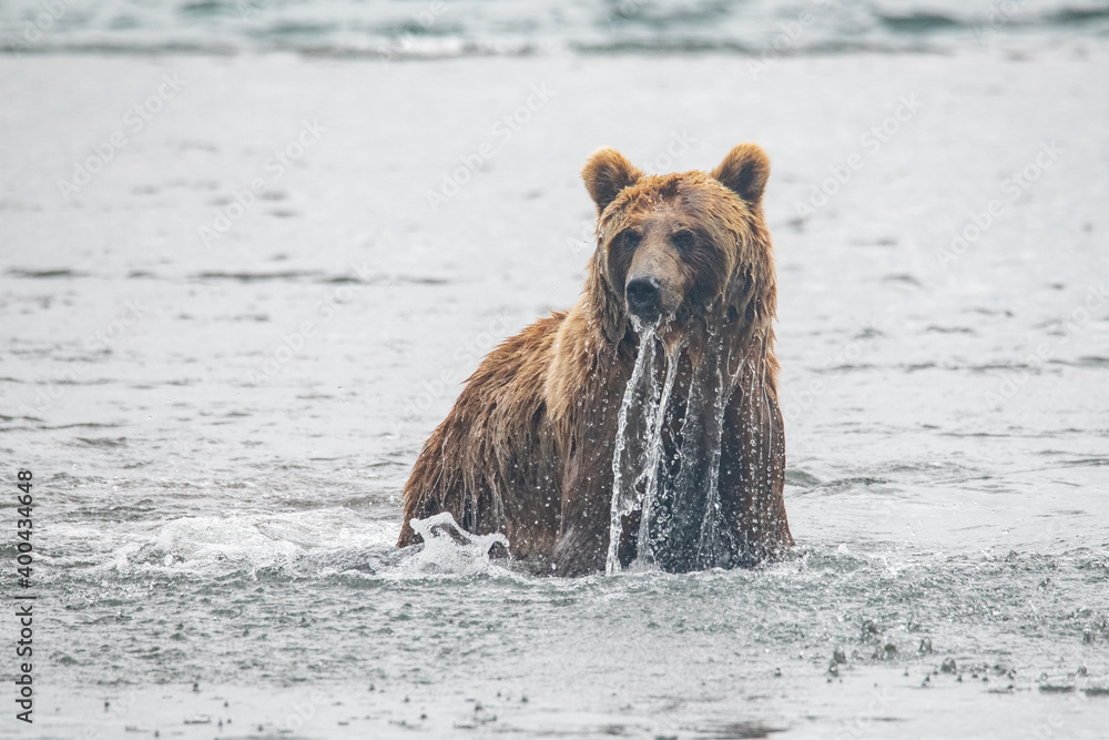 Brown bear on the river in Russia Brown bear on the river in Russia