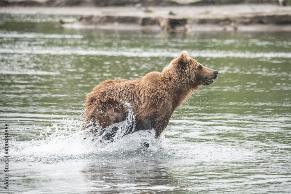 Brown bear on the river in Russia Brown bear on the river in Russia
