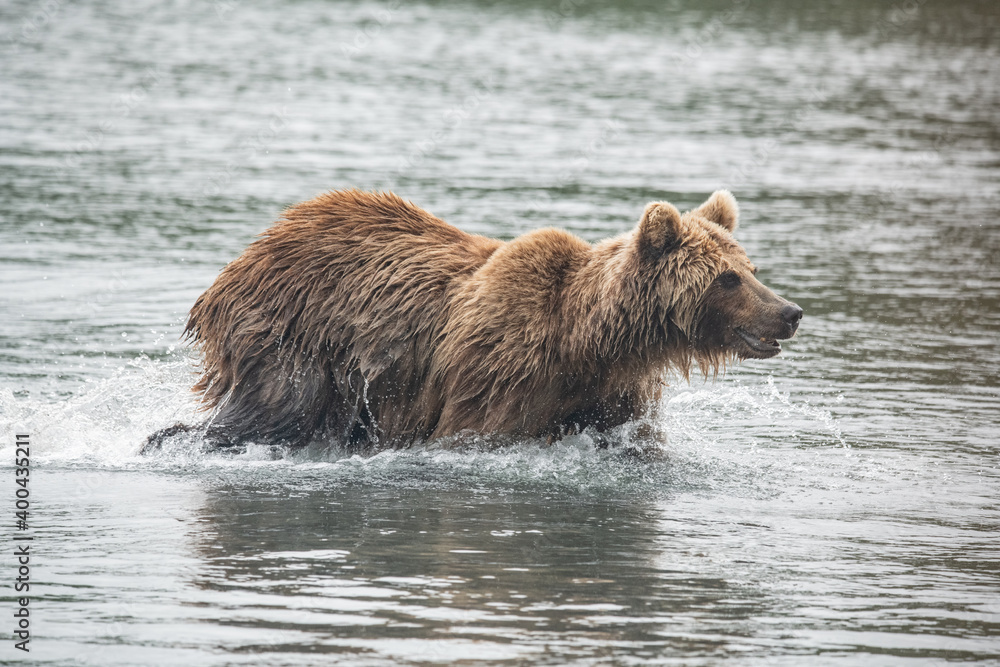 Brown bear on the river in Russia Brown bear on the river in Russia