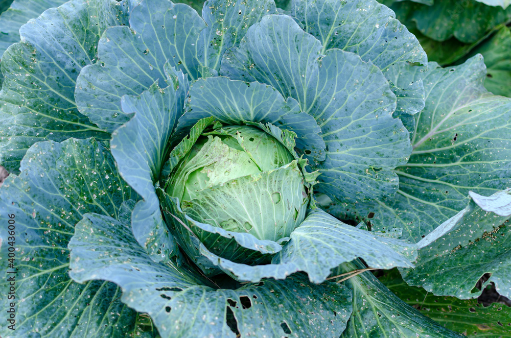 Obraz premium top view of a fork of white cabbage