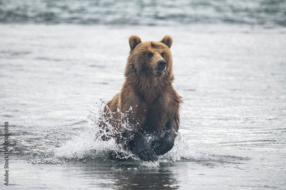 Fototapeta premium Brown bear hunts for salmon in Kamchatka, Russia