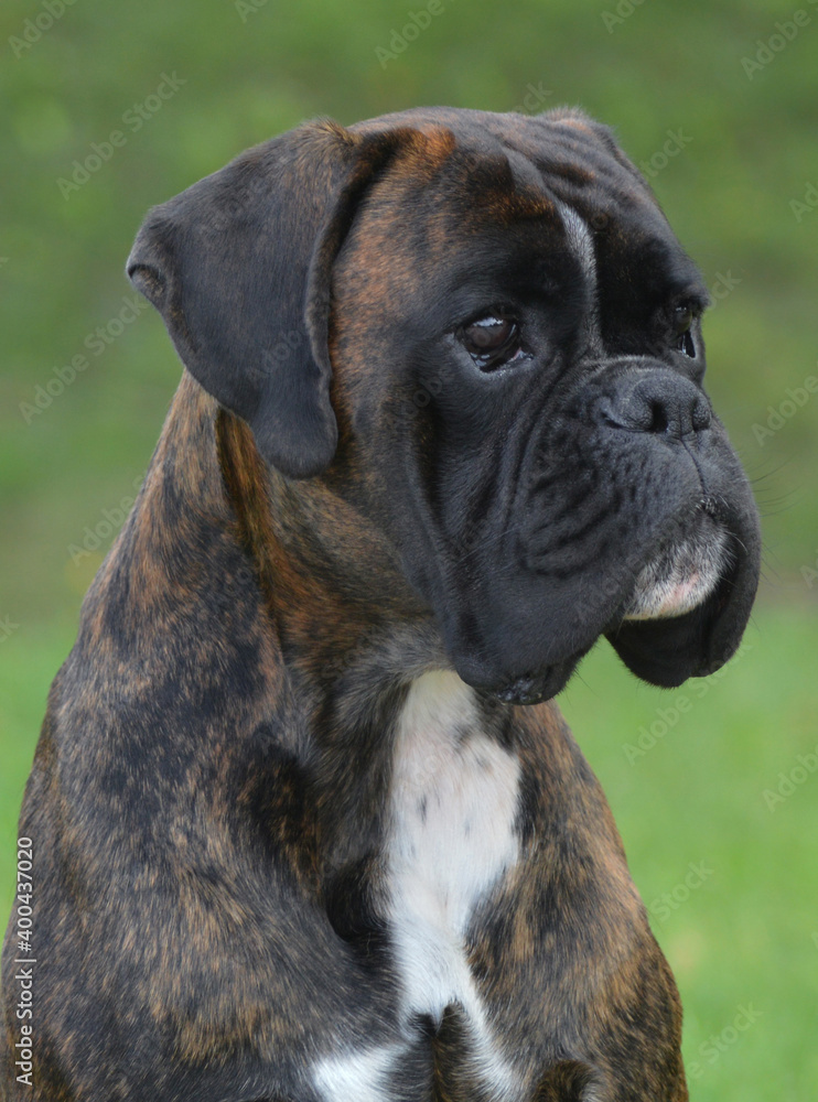 Brindle boxer dog portrait(My dog Valdovo da Toleria).